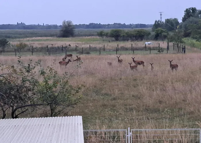 Berek Vendeghaz Fonyód